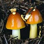 Amanita__flavoconia