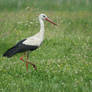 European White Stork II