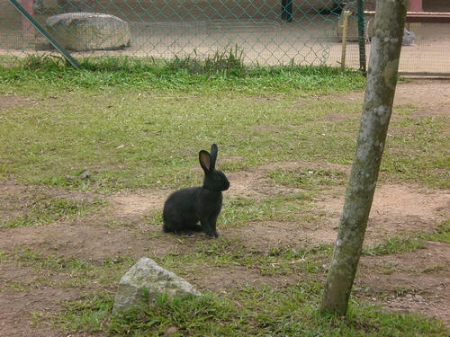 Dear Rabbit by sharkenator on DeviantArt