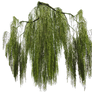 Weeping willow branch cut-out