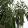 Weeping willow 01