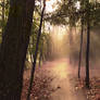 Path in the forest ( sunset light) Premade