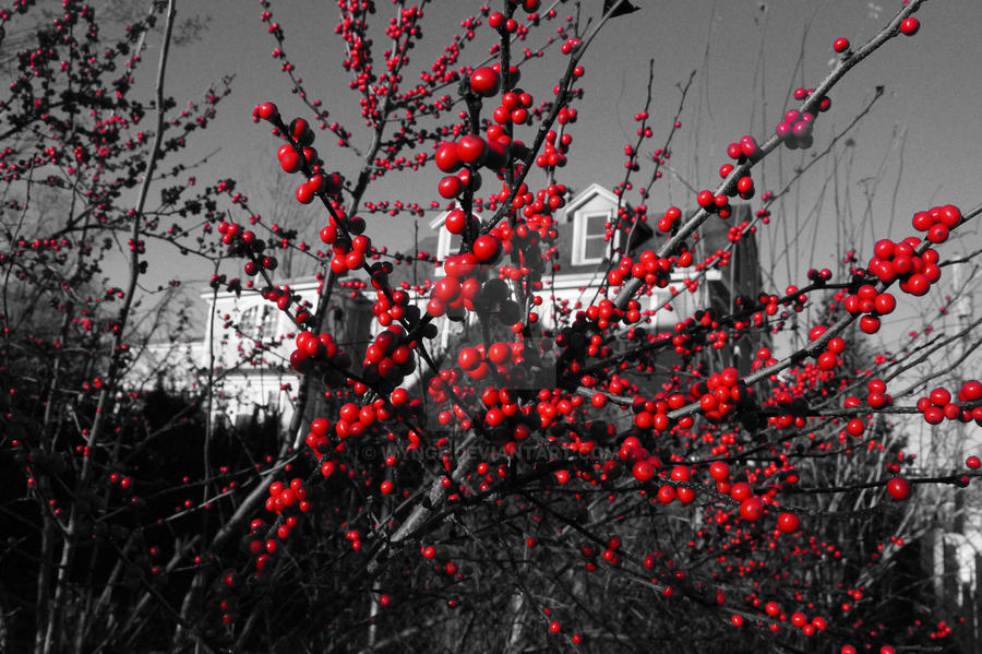 Winter berries