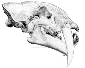 lion-mouthed Smilodon