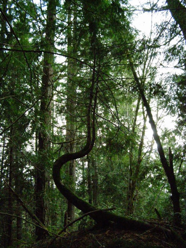 Odd Tree Out Odd Tree by KetsukiNiTsuki on DeviantArt
