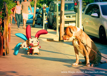 Wild Minun and Plusle on LA street