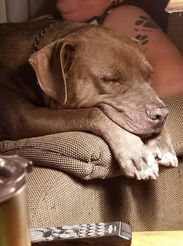 Lazy Pitty