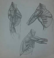 anathomy male shoulders and upper arm side.