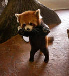 baby red panda by ameoto