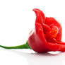 Bishop's Crown pepper