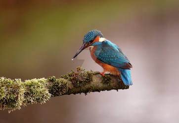 Kingfisher