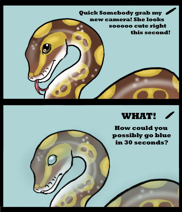 Great Snake Photography by on DeviantArt