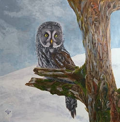 Great Grey Owl