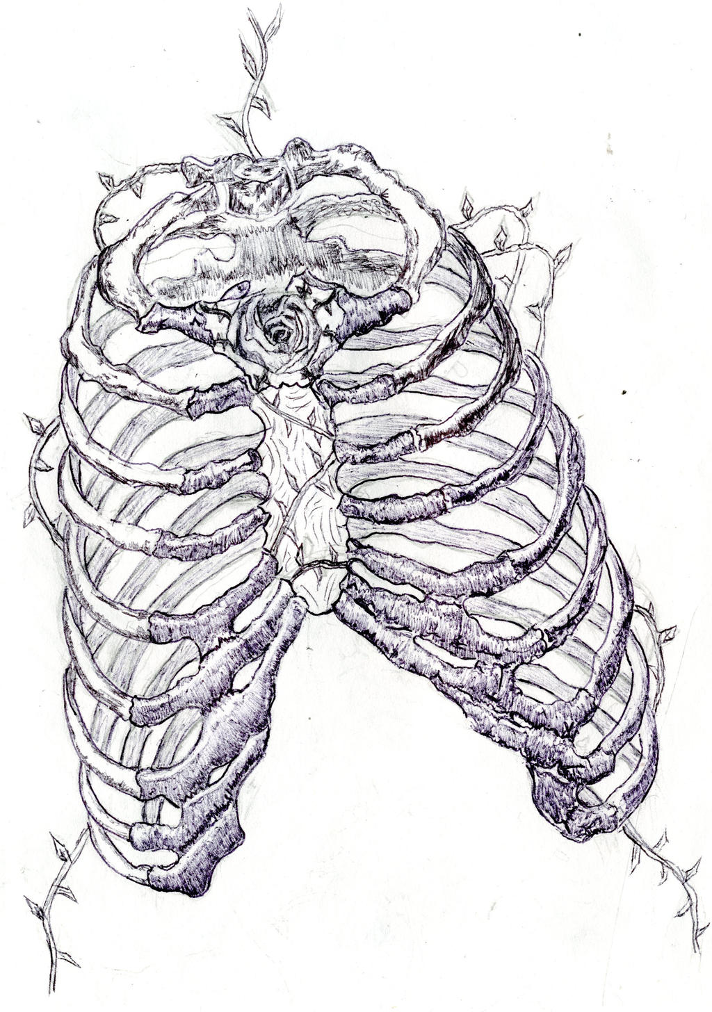 Ribcage by Ollistration on DeviantArt