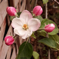 Apple Blossem