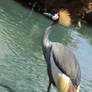 Crowned crane