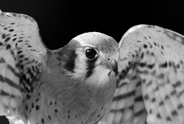 American Kestrel