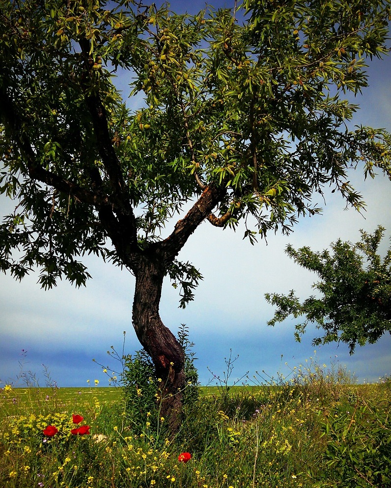 Poppies