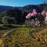 Almond flowers