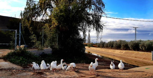 Ducks meeting