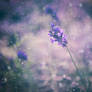 Winter Lavender