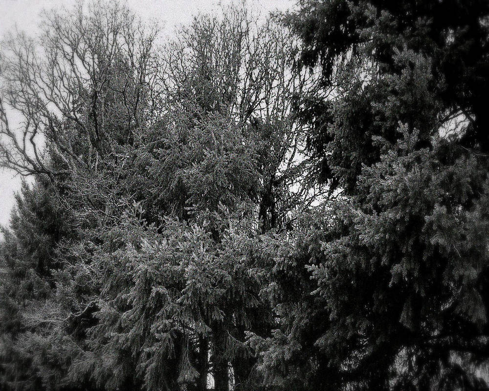 Foreboding... by wolfcreek50 on DeviantArt