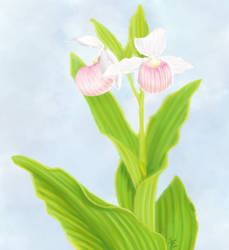 Lady's Slipper