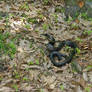 A Very Mad Black Rat Snake