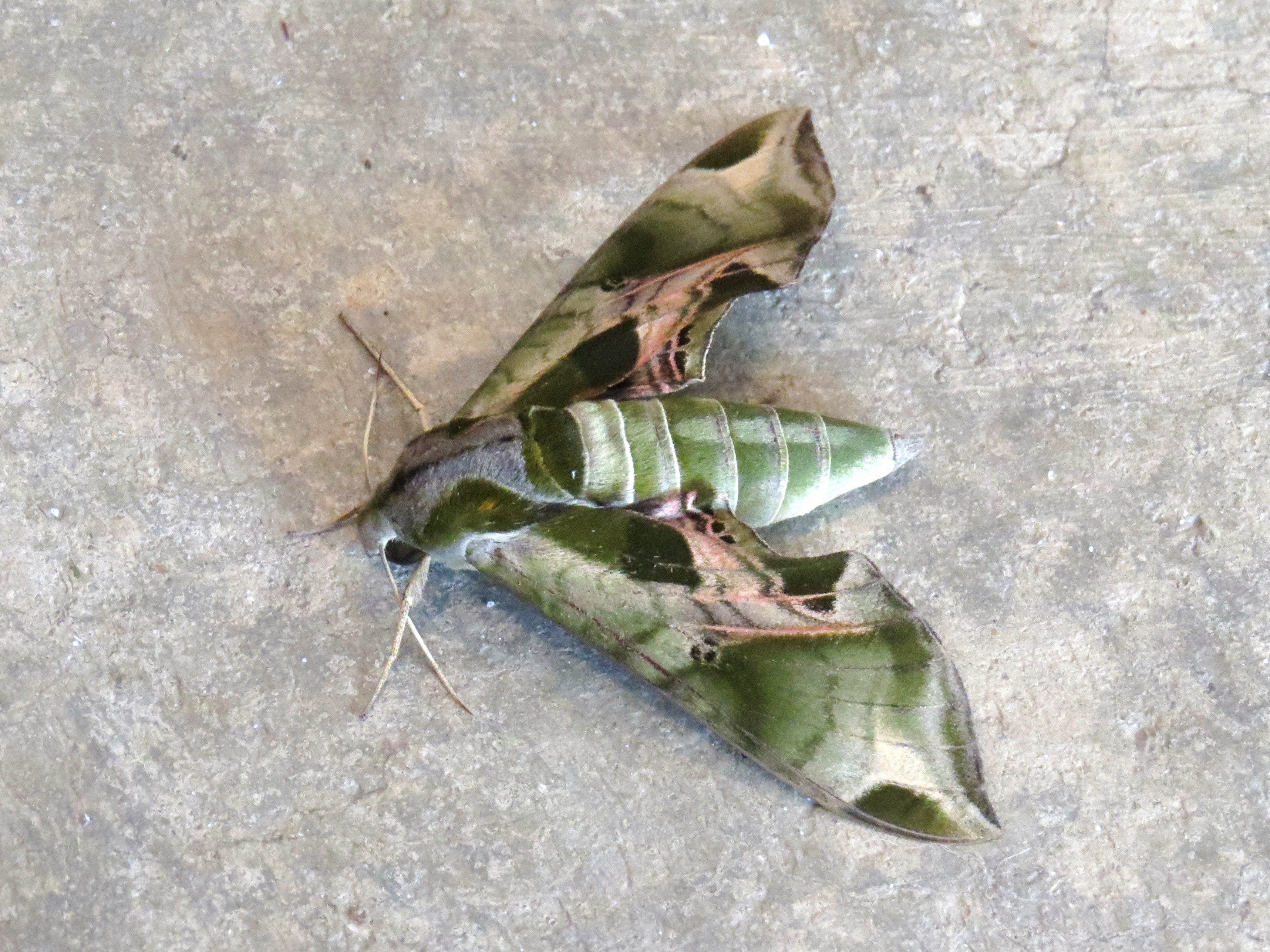 Pandora Sphinx Moth