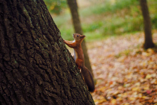 Tiny squirrel