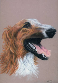 Borzoi