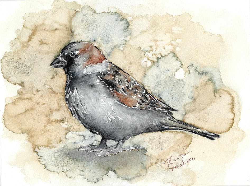 Sparrow