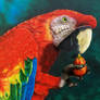 Scarlet macaw - airbrush