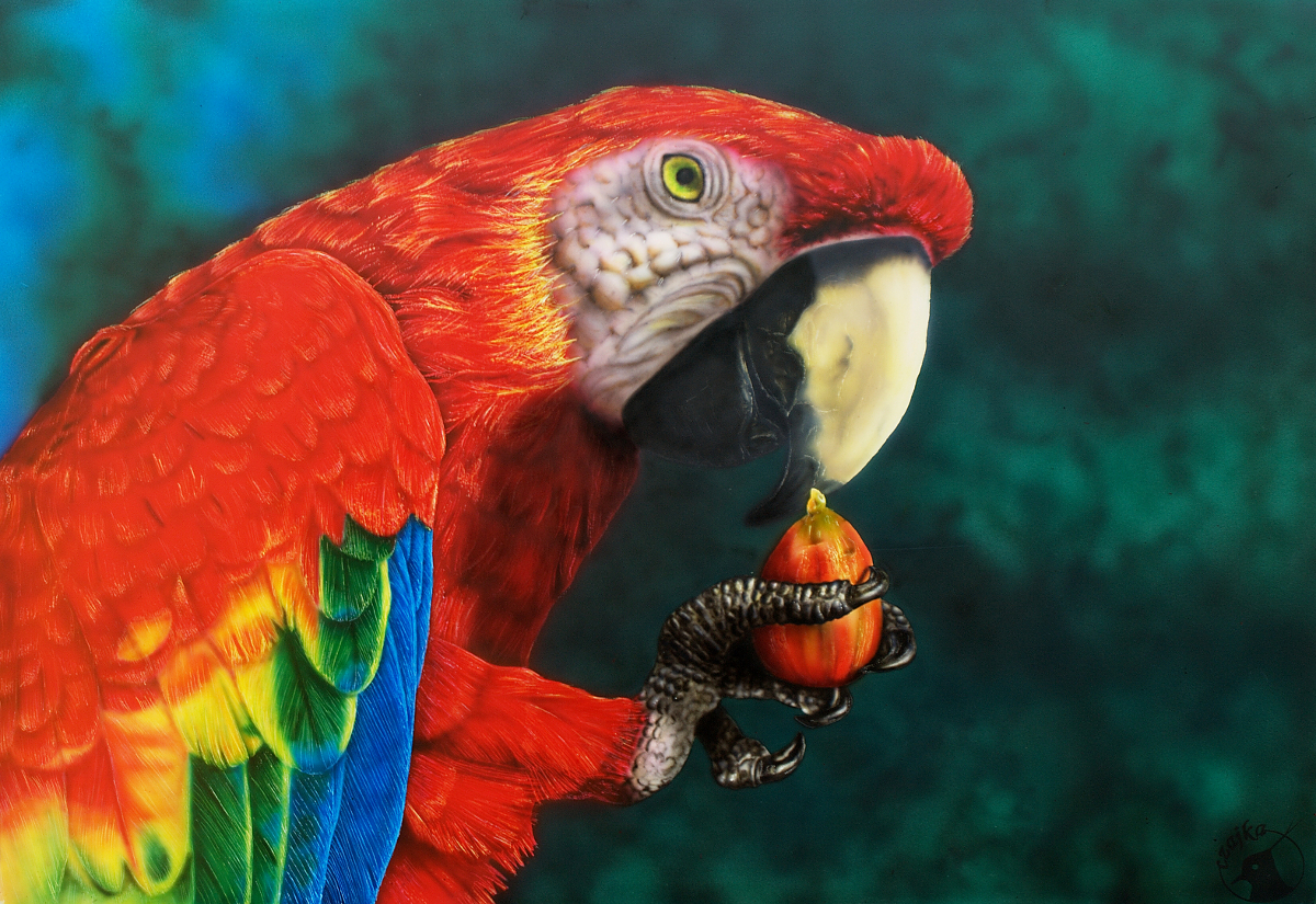 Scarlet macaw - airbrush