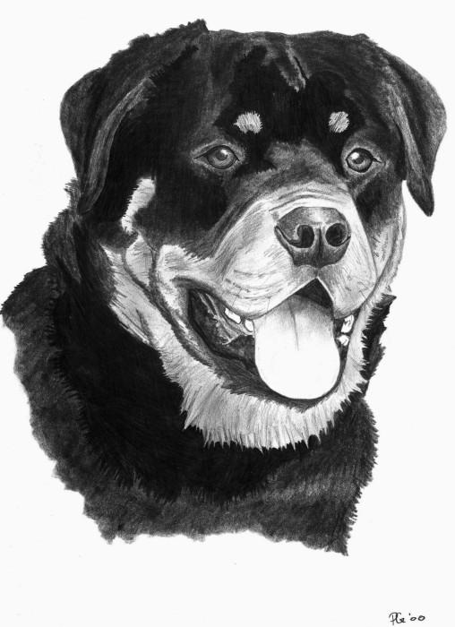 rottweiler by czajka on DeviantArt