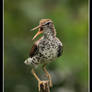 Spotted Sandpiper