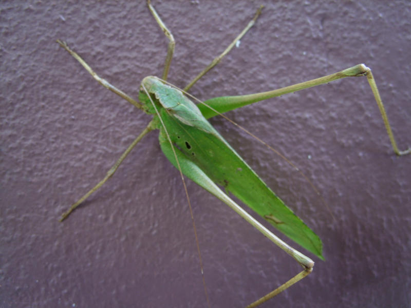 Insect 2 by gabbyhuang on DeviantArt