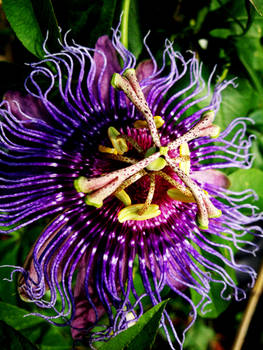 Passion Flower Vers.2