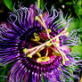 Passion Flower Vers.2