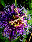 Passion Flower Vers.2 by Kami-no-kuroi-namida