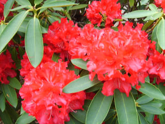 Red Flowers