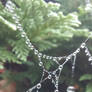 Spiderweb with rain drops