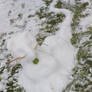 a self-made snow rat