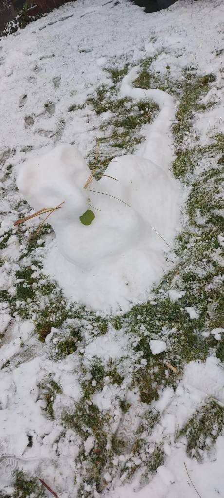 a self-made snow rat
