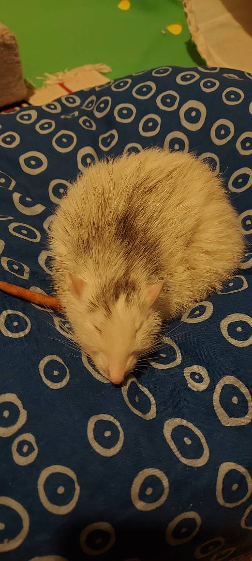 Goodbye my sweet little soul.