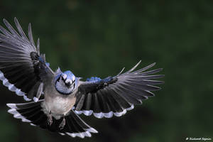 Bluejay