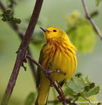 yellow warbler by purple007