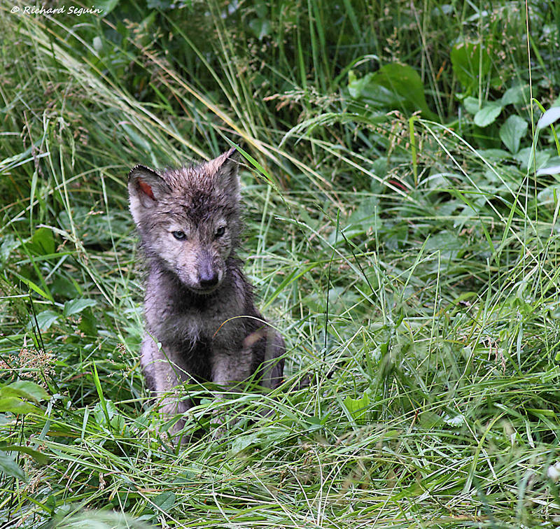 wolf pup