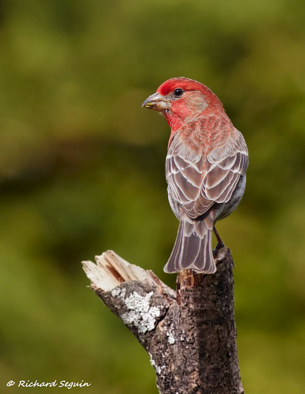 house finch compare