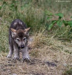 Wolf pup 4